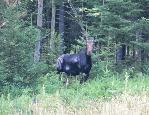 A moose standing among green ferns and trees in a forested area.