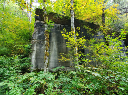 Abandoned concrete structure surrounded by lush green foliage and trees in a forested area.