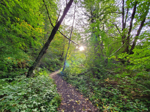A winding path through a lush green forest, with sunlight filtering through the trees.