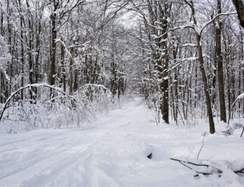 A snowy forest path lined with trees, blanketed in fresh snow under a cloudy sky.