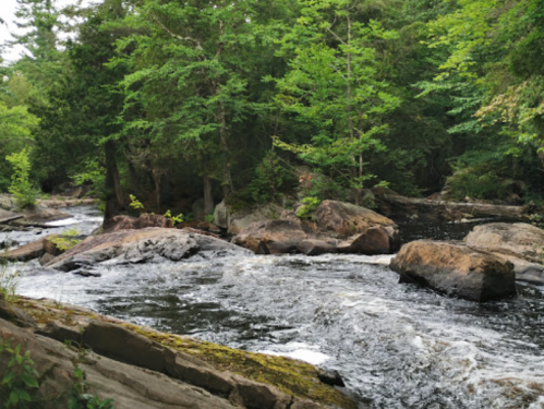 A serene river flows through a lush green forest, surrounded by rocks and trees.