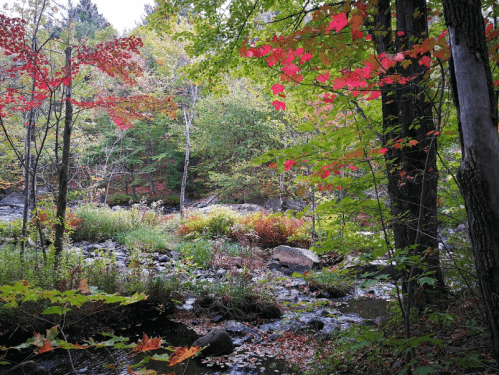 A serene stream flows through a forest with vibrant autumn leaves in shades of red and orange.