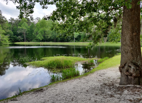 A serene pond surrounded by lush greenery and a sandy bank, with trees reflecting in the calm water.