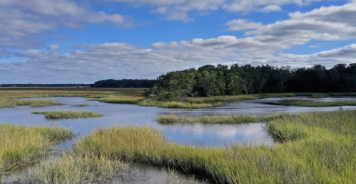 A serene wetland landscape with tall grasses, calm water, and a cloudy blue sky in the background.
