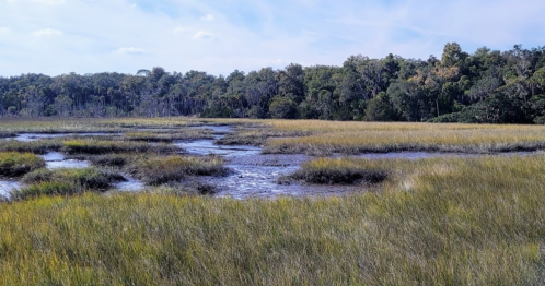 A serene wetland landscape with tall grasses, winding water channels, and a backdrop of lush trees under a blue sky.
