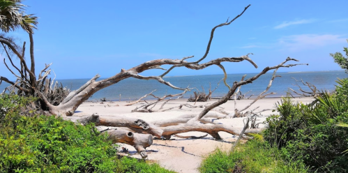A serene beach scene featuring driftwood, lush greenery, and a calm ocean under a clear blue sky.