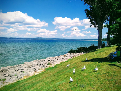 A serene lakeside scene with seagulls on the grass, rocky shore, and a person sitting under a tree on a sunny day.