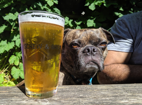 A dog sits beside a pint of beer on a table, surrounded by greenery. The dog looks curiously at the drink.