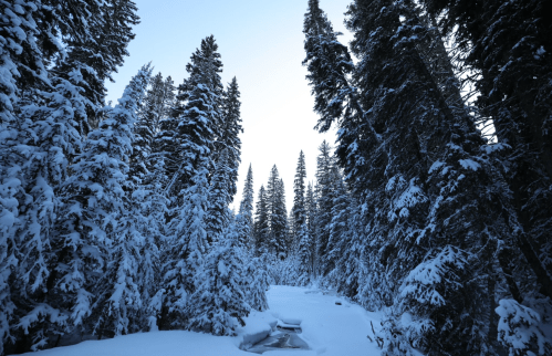 Snow-covered trees line a serene winter landscape, with a clear sky peeking through the tall pines.