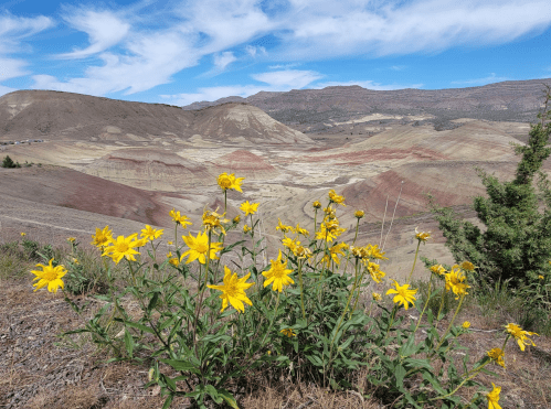 A cluster of yellow flowers in the foreground with colorful, layered hills and a blue sky in the background.