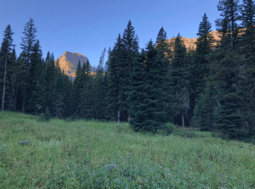 A serene forest scene with tall pine trees and a mountain peak in the background, bathed in morning light.