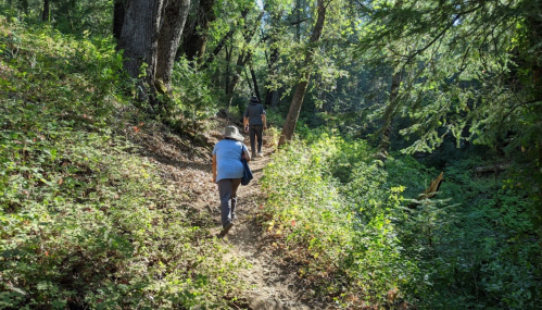 Two people hike along a narrow, wooded trail surrounded by lush greenery and tall trees.