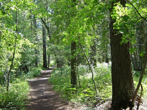A serene forest path surrounded by lush green trees and foliage, inviting exploration and tranquility.