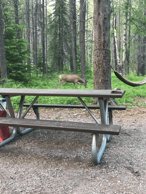 A deer walks through a forested campsite near a picnic table and hammock.