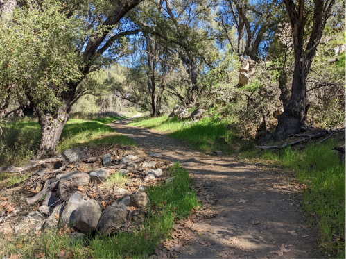 A winding dirt path through a lush, green forest with trees and rocks lining the trail.