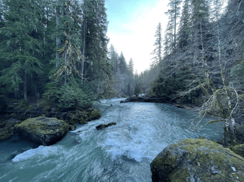 A serene river flows through a forested landscape, surrounded by tall trees and moss-covered rocks.