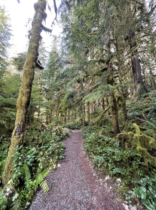 A serene forest path surrounded by tall, moss-covered trees and lush greenery.