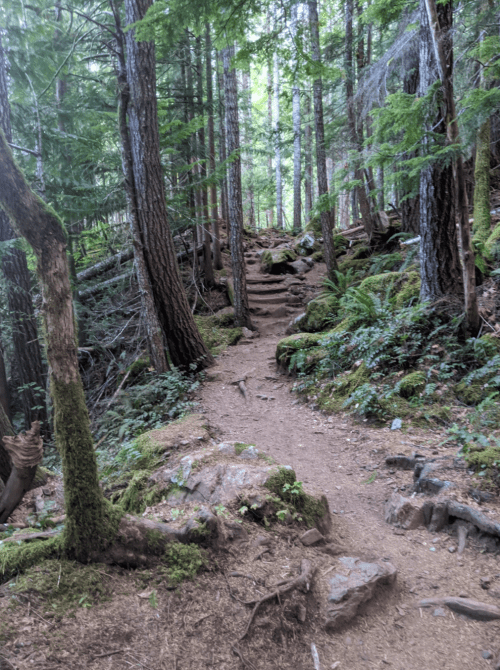 A winding dirt path through a lush green forest with tall trees and rocky terrain.