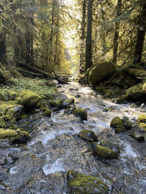 A serene forest scene with a flowing stream, moss-covered rocks, and sunlight filtering through tall trees.