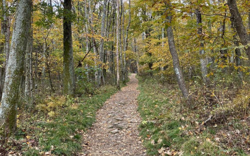 A winding path through a forest with autumn foliage and trees lining both sides.