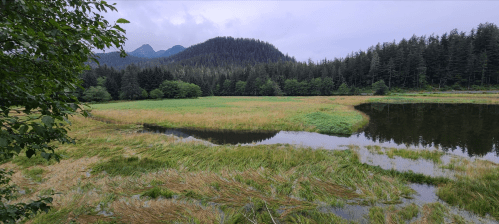 Lush green marshland with a calm water body, surrounded by mountains and dense forest under a cloudy sky.