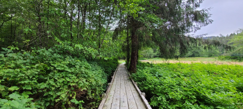 A wooden boardwalk surrounded by lush greenery and trees, leading through a tranquil natural setting.