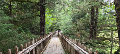 A wooden boardwalk winding through a lush, green forest with tall trees on either side.