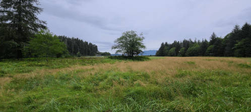 A grassy field with a lone tree, surrounded by dense forest and distant mountains under a cloudy sky.