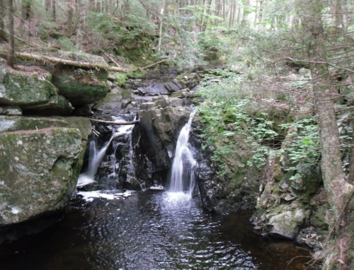 A serene forest scene featuring a small waterfall cascading over rocks into a dark pool surrounded by greenery.