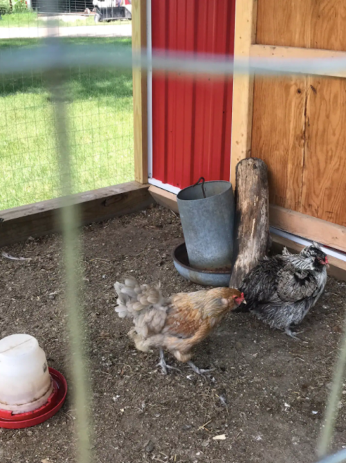 Two chickens in a fenced coop, one brown and one gray, with a water container and a bucket in the background.