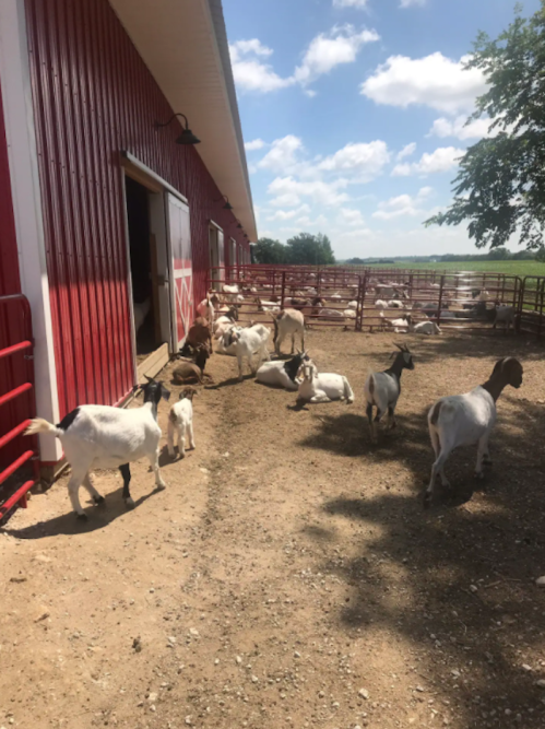 A sunny farm scene with goats roaming outside a red barn, some resting and others walking around in a fenced area.