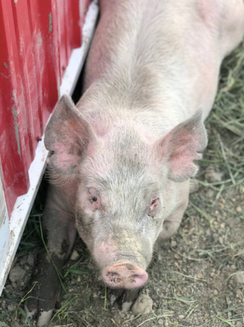 A close-up of a pink pig resting on the ground near a red barn wall, with dirt on its face and ears perked up.