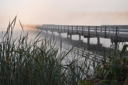 A foggy morning scene of a wooden pier extending over calm water, surrounded by tall grasses.