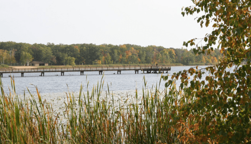 A serene lake scene with a wooden pier extending into the water, surrounded by trees and tall grasses.