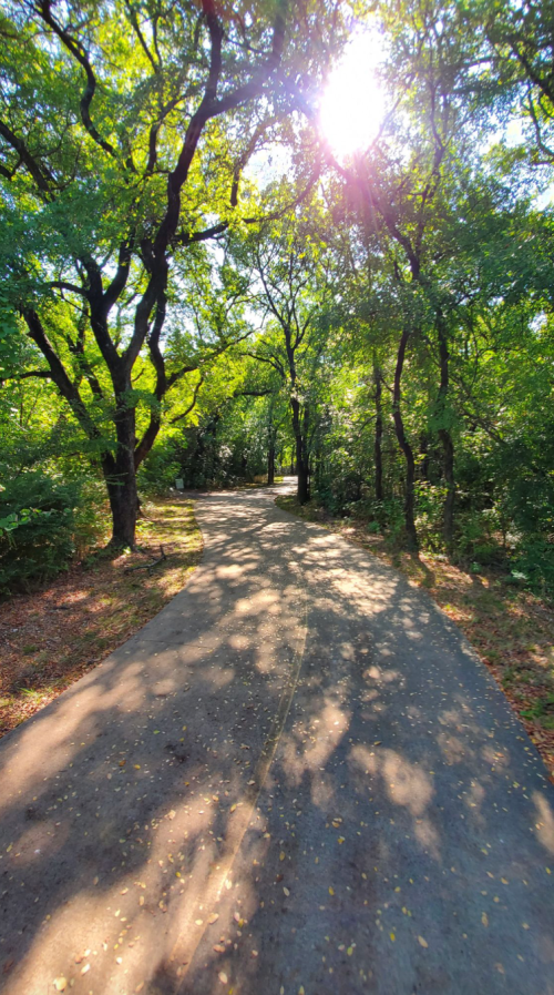 A sunlit path winding through a lush, green forest with dappled shadows on the ground.