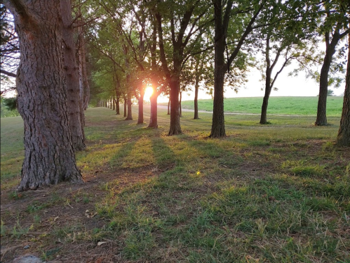 Sunlight filters through a row of trees, casting long shadows on the grassy ground in a serene landscape.