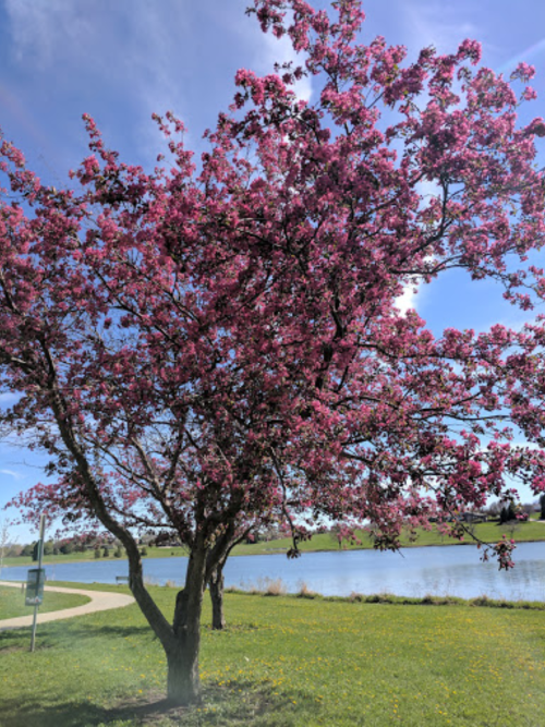 A vibrant pink flowering tree beside a calm lake, with a clear blue sky and green grass in the background.