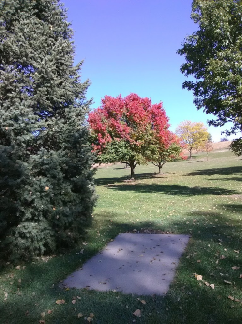 A vibrant red tree stands in a park, surrounded by green grass and other trees under a clear blue sky.