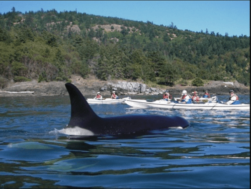 A black orca fin emerges from the water near a group of kayakers in a scenic coastal area.