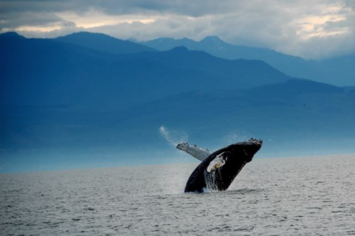 A humpback whale breaches the surface of the ocean against a backdrop of mountains and cloudy skies.