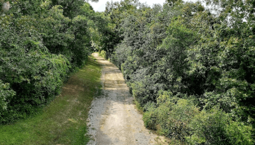 A gravel path surrounded by lush greenery and trees, leading into a serene, natural landscape.