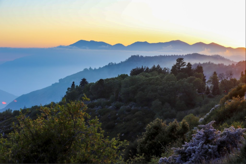 Sunrise over misty mountains, with lush greenery in the foreground and soft pastel colors in the sky.