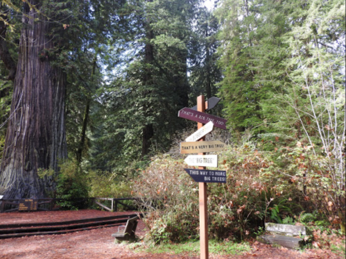 A signpost in a forest with directions to various attractions, surrounded by tall redwood trees.