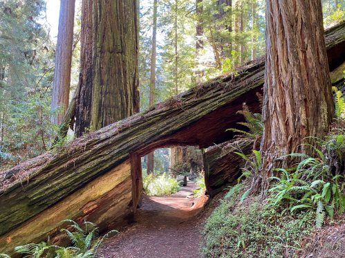 A forest path leads through a large fallen tree, surrounded by towering redwoods and lush greenery.