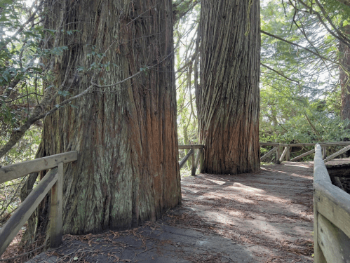 Two towering trees with textured bark stand beside a wooden walkway in a lush, green forest.