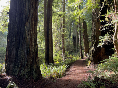 A serene forest path winding between tall redwood trees, surrounded by lush greenery and dappled sunlight.