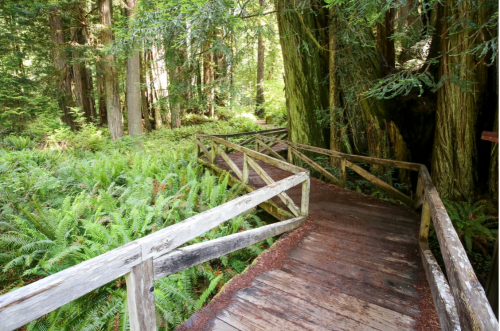 A wooden walkway winds through a lush green forest filled with ferns and towering trees.