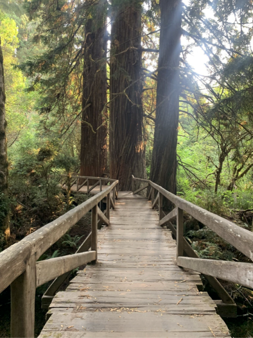 A wooden bridge leads through a lush forest of tall trees, surrounded by greenery and dappled sunlight.