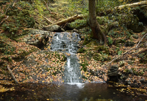 A serene waterfall cascades over rocks, surrounded by autumn leaves and lush greenery in a tranquil forest setting.