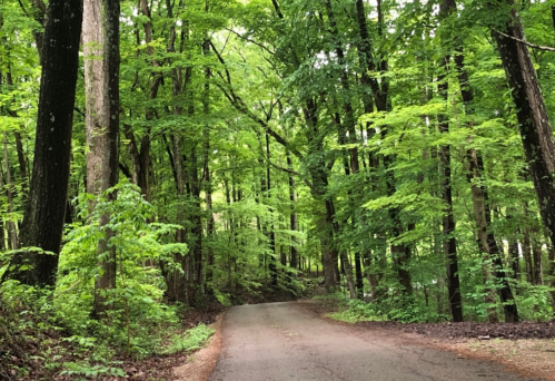 A winding dirt road surrounded by lush green trees in a vibrant forest.